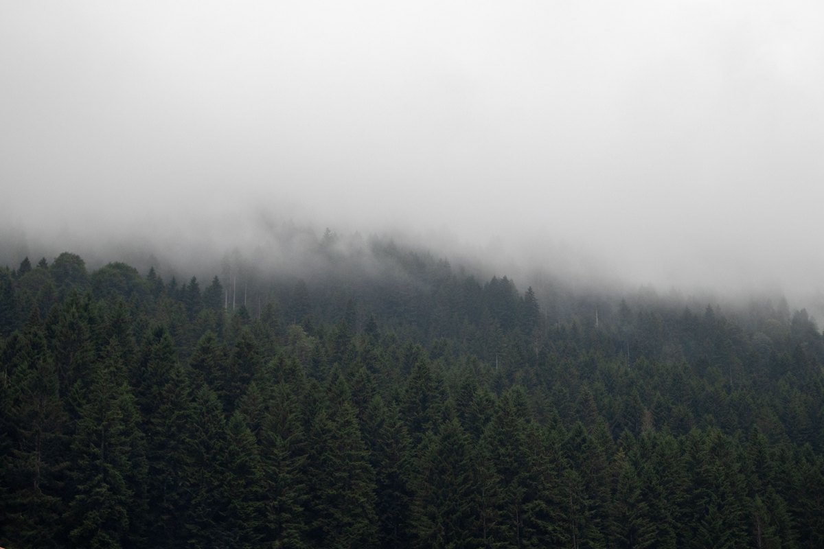 Fog moving through the pine ridge outside Leiria, Portugal